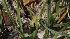 Pectocarya platycarpa