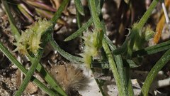 Pectocarya platycarpa