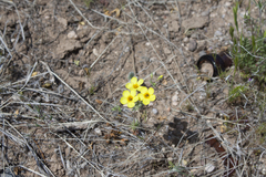 Leptosiphon chrysanthus