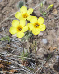 Leptosiphon chrysanthus