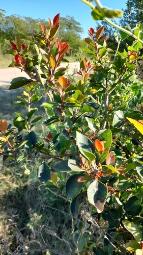 Image of Xylosma venosa by (c) Pablo H Capovilla, some rights reserved (CC BY)