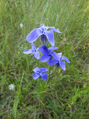 Gentianopsis barbata
