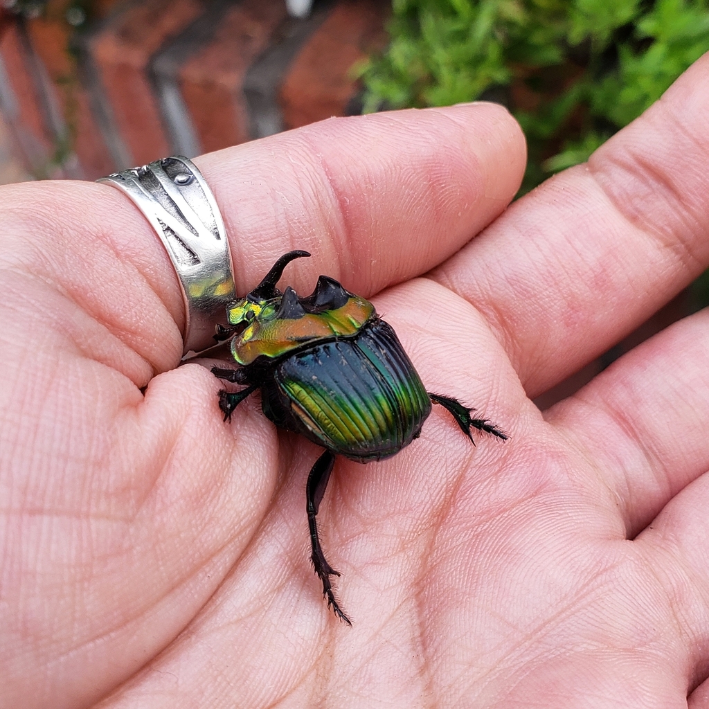 Sulcophanaeus imperator