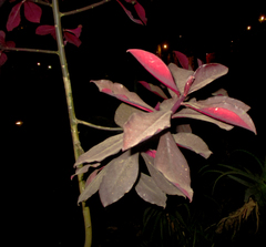 Euphorbia bicompacta