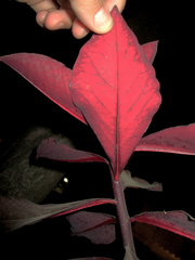 Euphorbia bicompacta