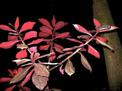 Euphorbia bicompacta