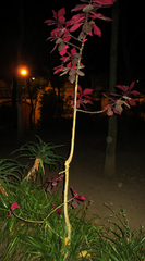 Euphorbia bicompacta