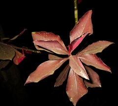 Euphorbia bicompacta