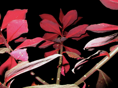 Euphorbia bicompacta