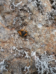 Lycaena phlaeas phlaeoides