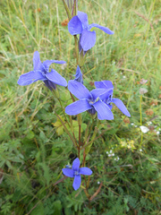 Gentianopsis barbata