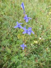 Gentianopsis barbata