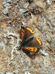 Lycaena phlaeas phlaeoides