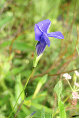 Gentianopsis barbata