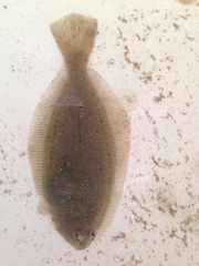 Paralichthys californicus