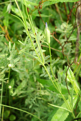 Gentianopsis barbata