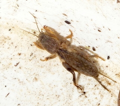 Gryllotalpa africana