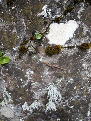 Teira dugesii dugesii
