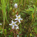 Swertia diluta - Photo (c) V.S. Volkotrub, algunos derechos reservados (CC BY-NC), subido por V.S. Volkotrub