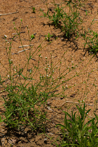 Cordylostigma virgatum image