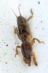 Gryllotalpa africana