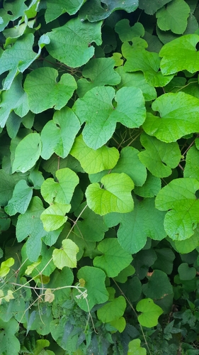 Vitis amurensis iNat (3)