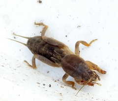 Gryllotalpa africana