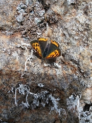 Lycaena phlaeas phlaeoides