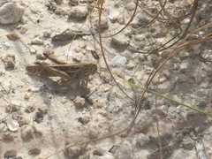 Schistocerca americana