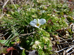 Viola arvensis