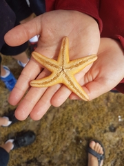 Nectria macrobrachia