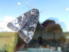 Catocala briseis