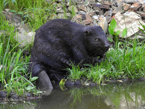Eurasian Beaver, photo 7 of 8