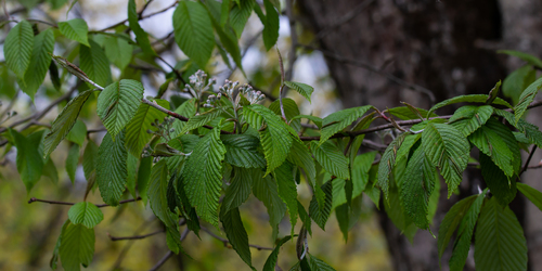 Sorbus pallescens