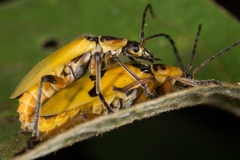 Chauliognathus flavipes