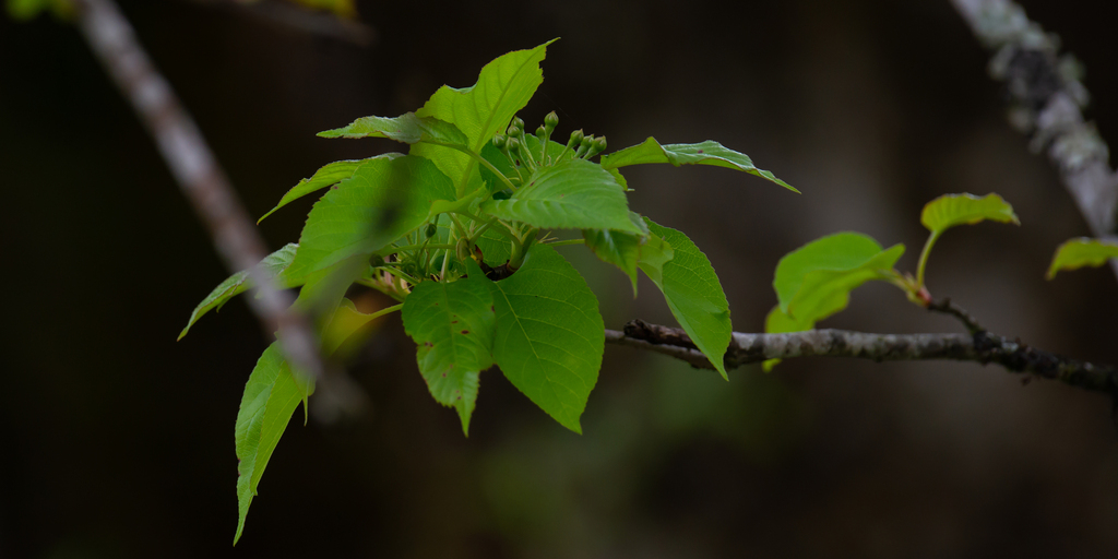 Malus prattii (Malus prattii)