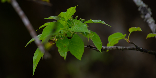Malus prattii