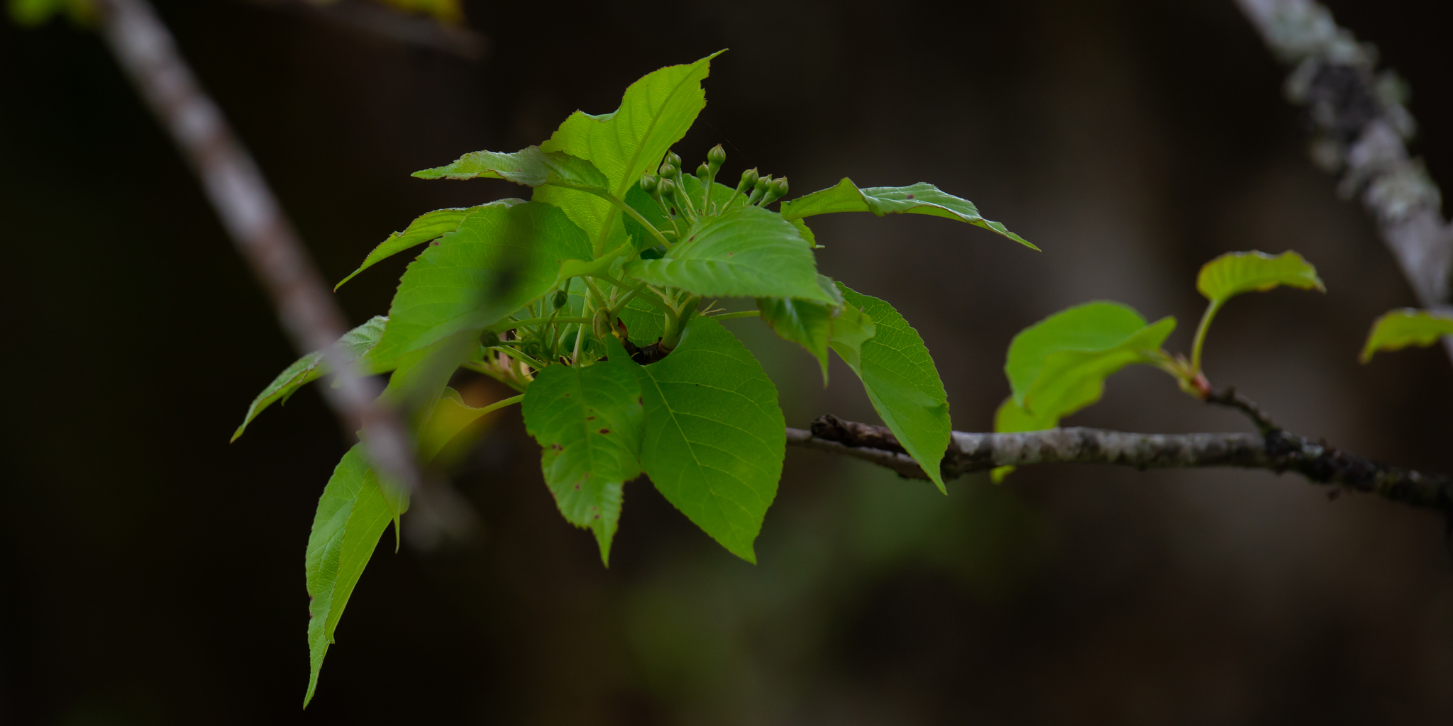 Malus prattii