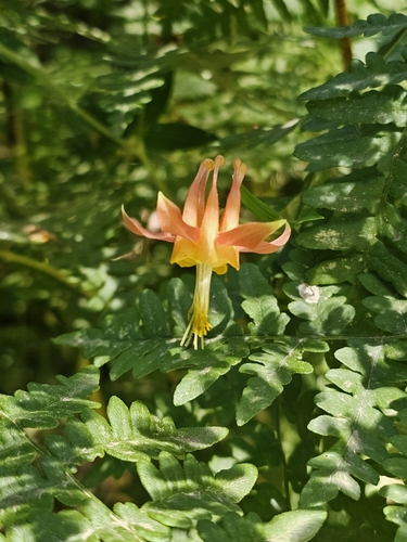iNaturalist observation photo of western columbine