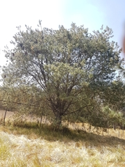 Pinus maximartinezii