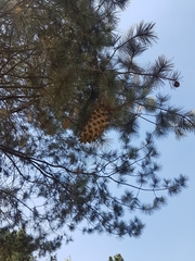 Pinus maximartinezii