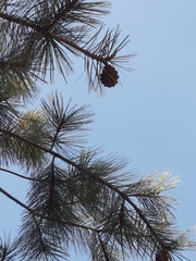 Pinus maximartinezii