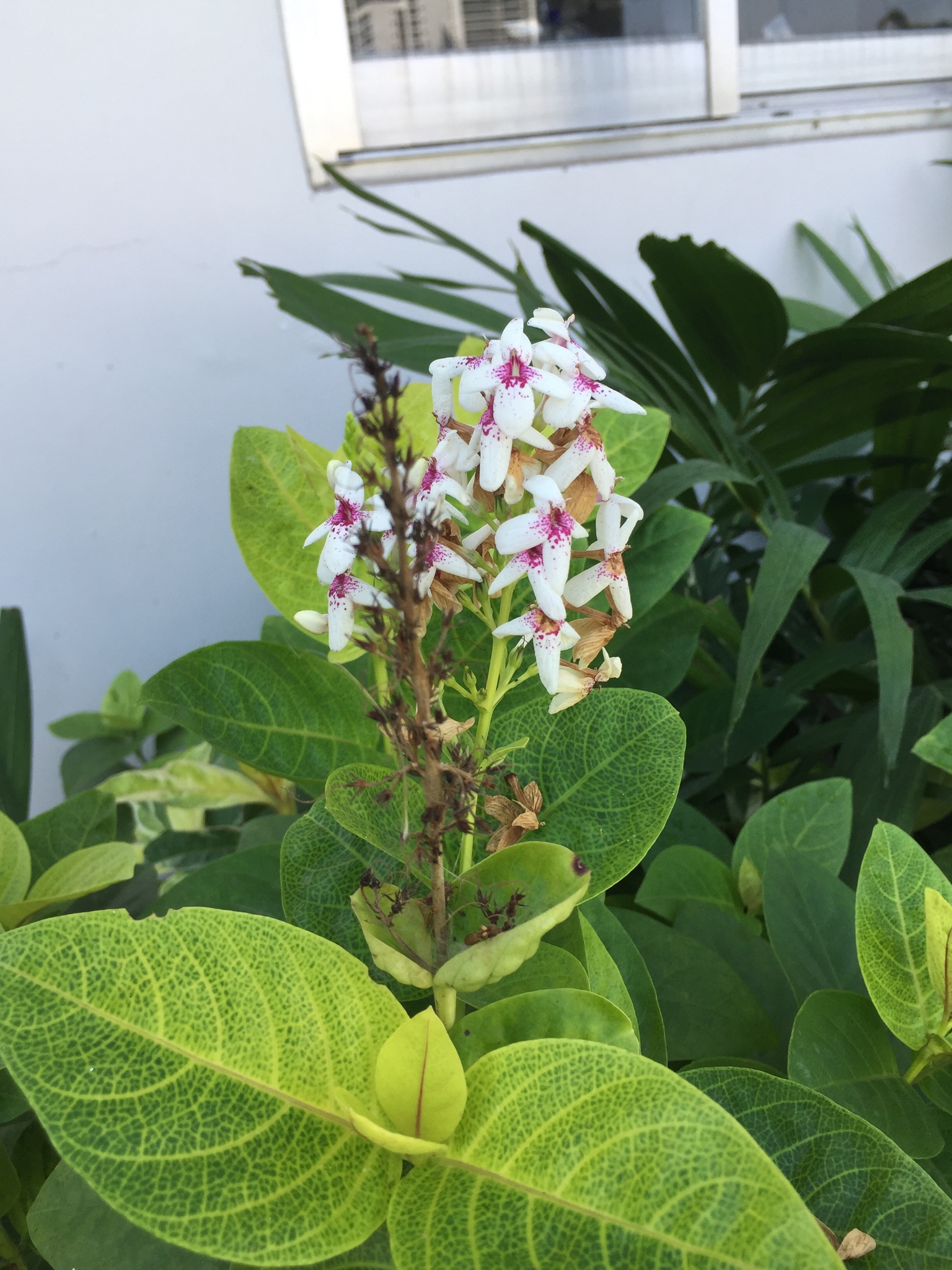 Pseuderanthemum maculatum — ảnh 2