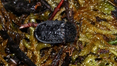 Thanatophilus rugosus
