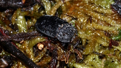 Thanatophilus rugosus