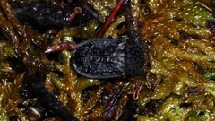 Thanatophilus rugosus