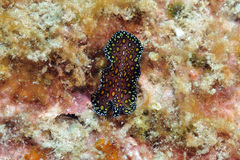 Pseudobiceros pardalis