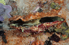 Ostreoidea