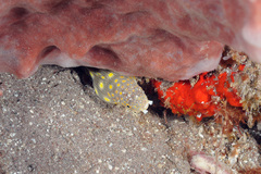 Myrichthys breviceps