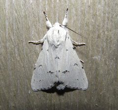 Acronicta vulpina